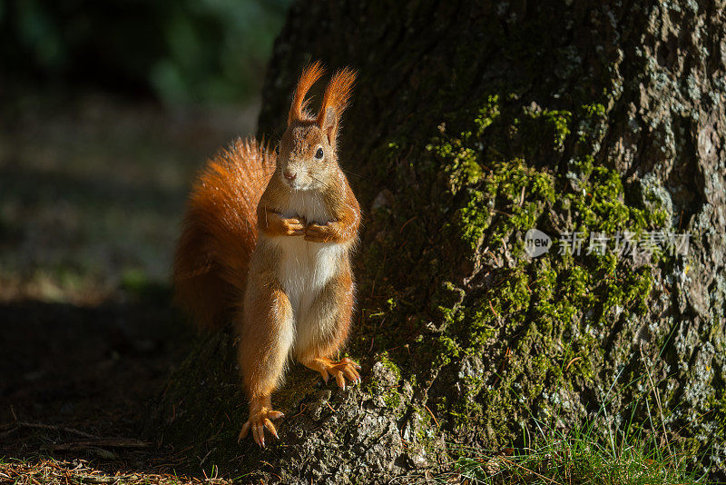 可爱的欧亚红松鼠(学名Sciurus vulgaris)